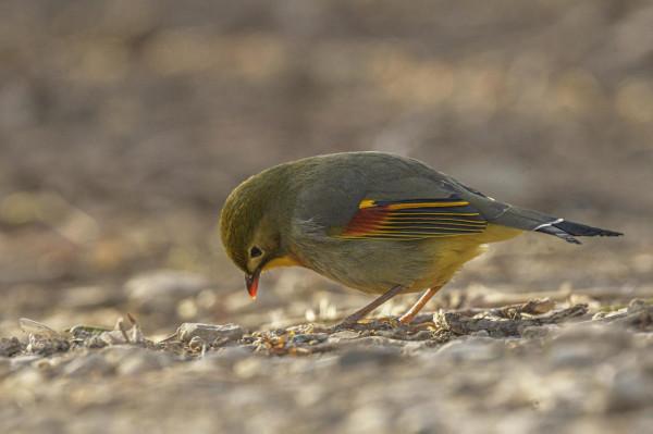 紅嘴相思鳥高畫質大圖 紅嘴相思鳥高畫質大圖