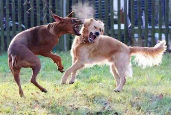 我們家的齙牙honey