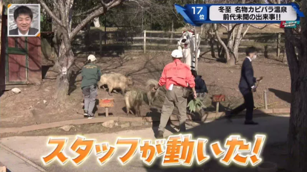堅持不想泡澡的水豚｜日本冬至泡柚子湯傳統 遊客等了一個多小時