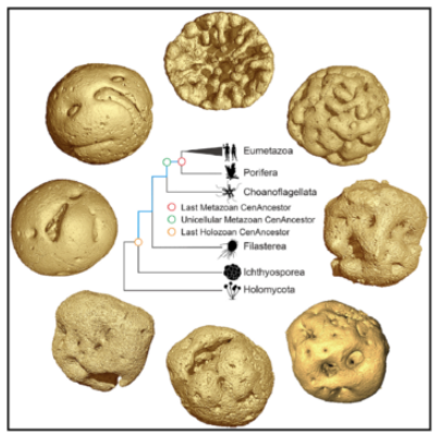 先有雞還是先有蛋?化石在6.1億年前給出了答案 先有雞還是先有蛋?化石在6.1億年前給出了答案