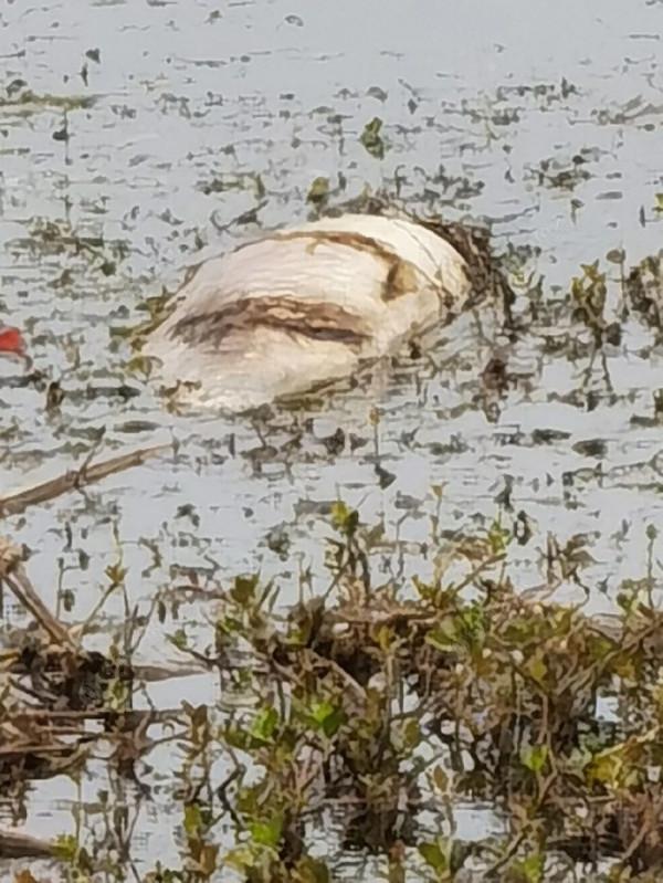 黃花錦簇白馬湖
