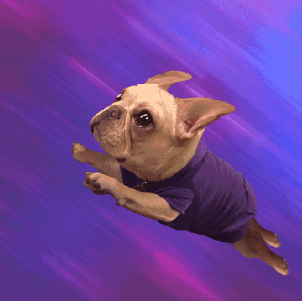 為什麼越來越少人養法鬥？網友：養了就想換狗了