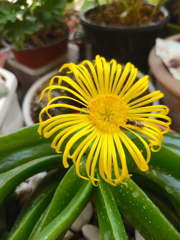 7種植物作用大,是老中醫的好幫手,在家養一盆,養人養身心 7種植物作用大,是老中醫的好幫手,在家養一盆,養人養身心