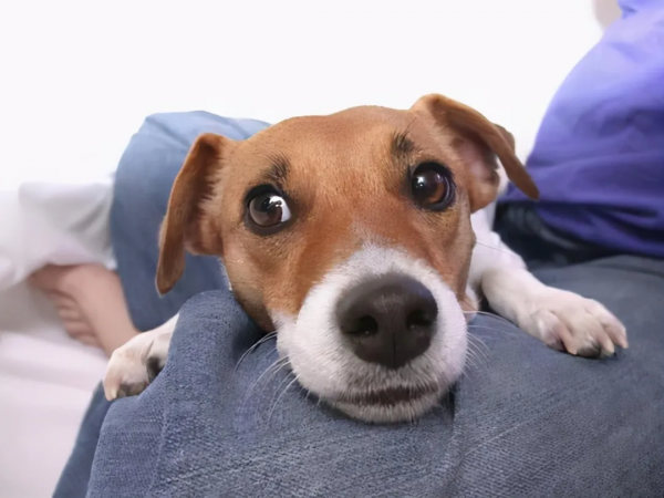 這25件小事,狗狗最希望主人知道 這25件小事,狗狗最希望主人知道