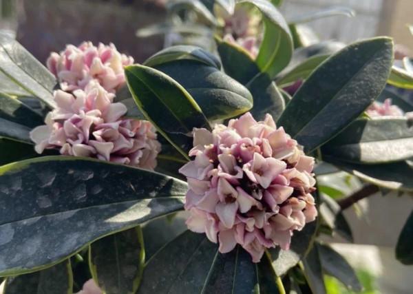屋裡養盆“香水花”,活脫脫的“活香水”,滿屋香味還特別耐寒 屋裡養盆“香水花”,活脫脫的“活香水”,滿屋香味還特別耐寒