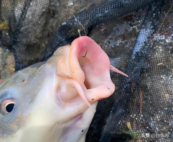 野釣用硬竿還是軟竿？聽聽我的說法，也許你會做不同選擇