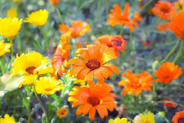 大澳®|產品 天然雕飾美，10大純露哪款是你心頭愛？