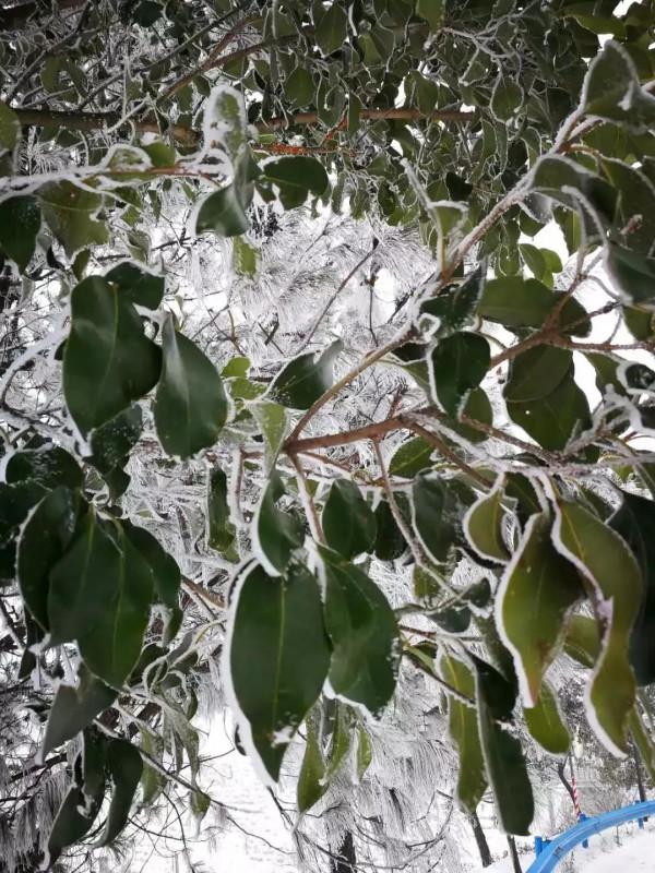 這裡的霧凇，驚豔了西河的冬日時光