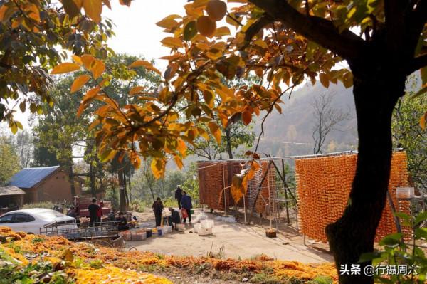 山西大山農民用柿子裝扮的小山村，成網紅打卡地，看美成啥樣