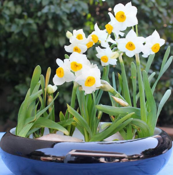 5種“漂亮花”，冬天價值大，趕快帶回家，花枝招展“好兆頭”