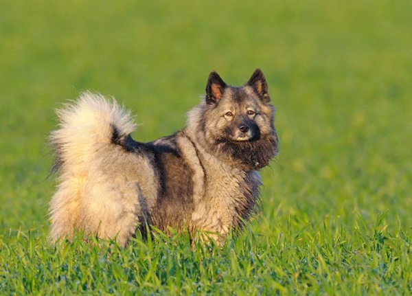 25種最聽話的狗狗 25種最聽話的狗狗