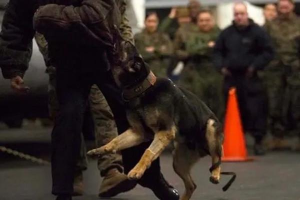 巴格達迪死亡細節：被軍犬撲倒，引爆炸彈背心，帶著2個孩子