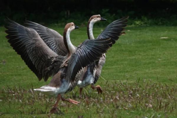 桂花芬芳,紅楓似火,崇明秋景打卡攻略來啦 桂花芬芳,紅楓似火,崇明秋景打卡攻略來啦