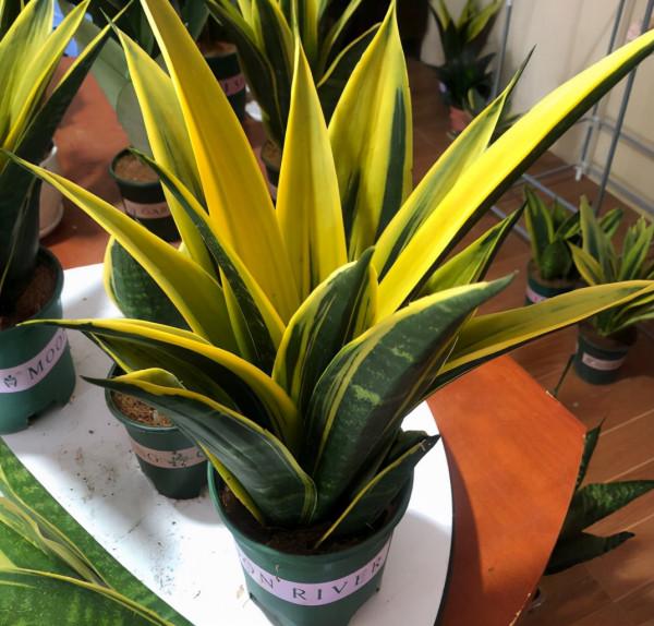 人養花,花亦養人!家居盆花20種,漂亮又實用,總有一款你喜歡 人養花,花亦養人!家居盆花20種,漂亮又實用,總有一款你喜歡