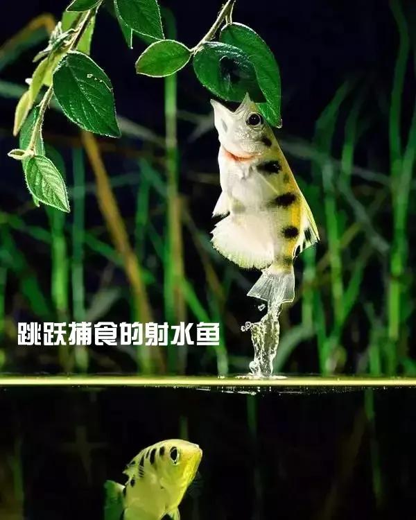 魚類家族的神射手—射水魚