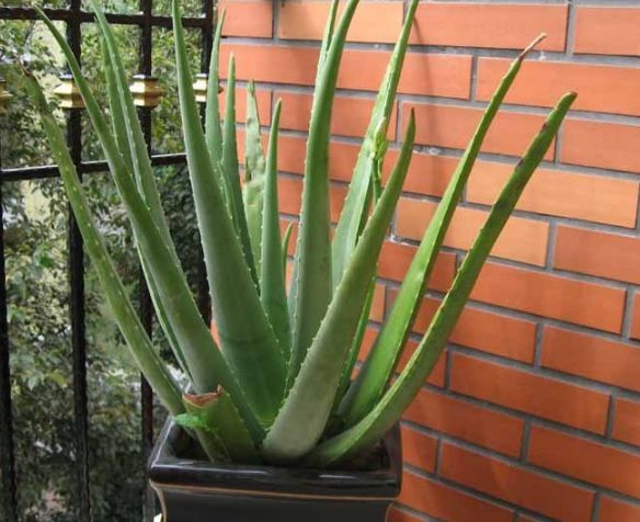 9種“健康花”，能吃能泡茶，客廳養一盆，清潔空氣，吉利大氣