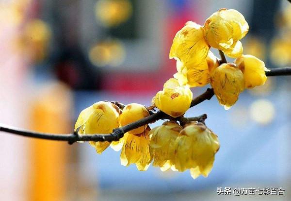 元旦將至，看看有哪些在元旦時開放的花吧