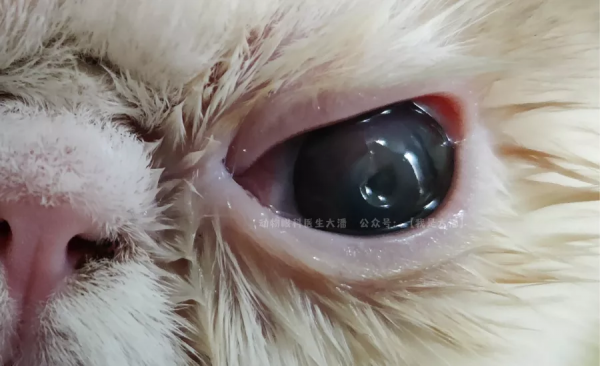 加菲貓角膜潰瘍，眼睛有凹陷的治療