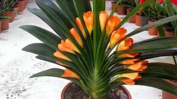 君子蘭長勢差，盆裡倒上&OpenCurlyDoubleQuote;三廢渣&rdquo;，根系有勁，次月湧現&OpenCurlyDoubleQuote;群花&rdquo;