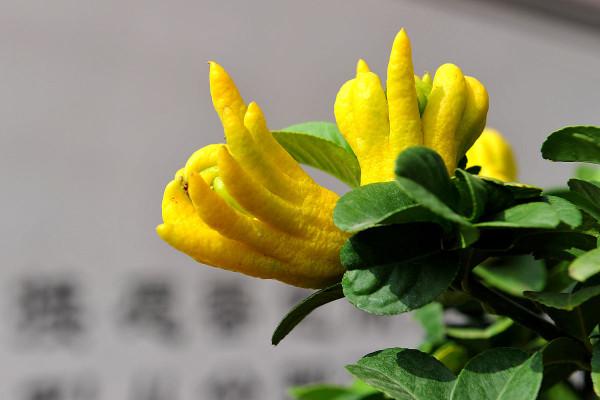 盆栽樹木有哪些？這3種很適合，養在陽臺都可以開花結果