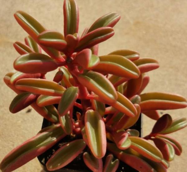 夏天養多肉，真是太難了，一不小心就黑腐