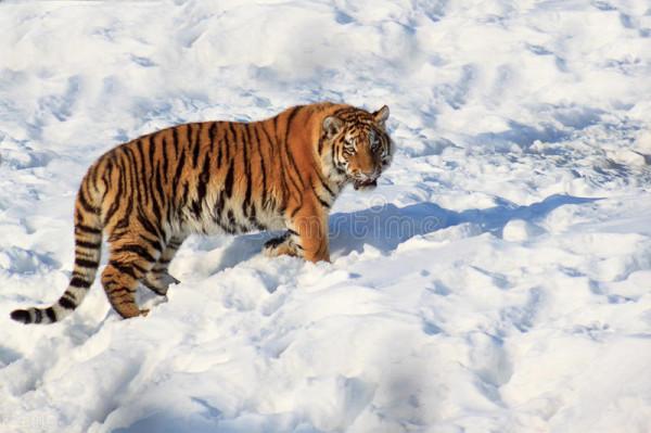 武松打虎情景再現:1996年琿春市農民金元國徒手打跑東北虎 武松打虎情景再現:1996年琿春市農民金元國徒手打跑東北虎