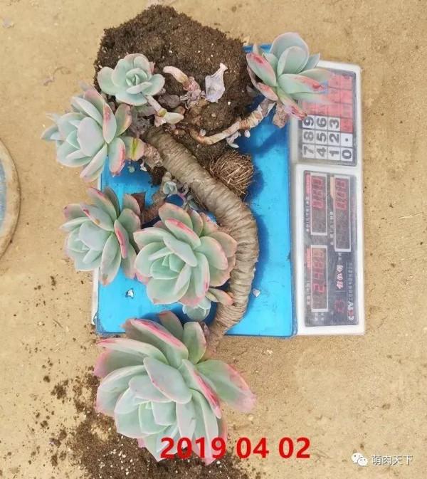 10年白鳳成長記錄