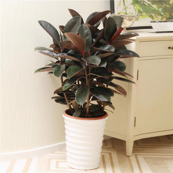 適合養在客廳的“6種吉祥花”，大氣有格調，高階上檔次