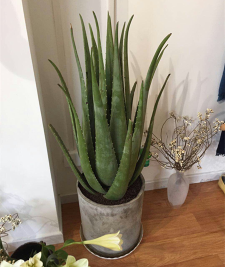 小盆栽，大用處！家裡就養這7種“健康花”，關鍵時刻幫大忙