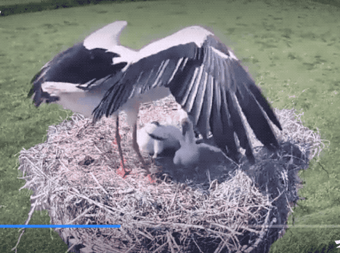 33張罕見的照片,白鸛把孩子從高空扔出巢穴,滑鼠手機你見過嗎? 33張罕見的照片,白鸛把孩子從高空扔出巢穴,滑鼠手機你見過嗎?
