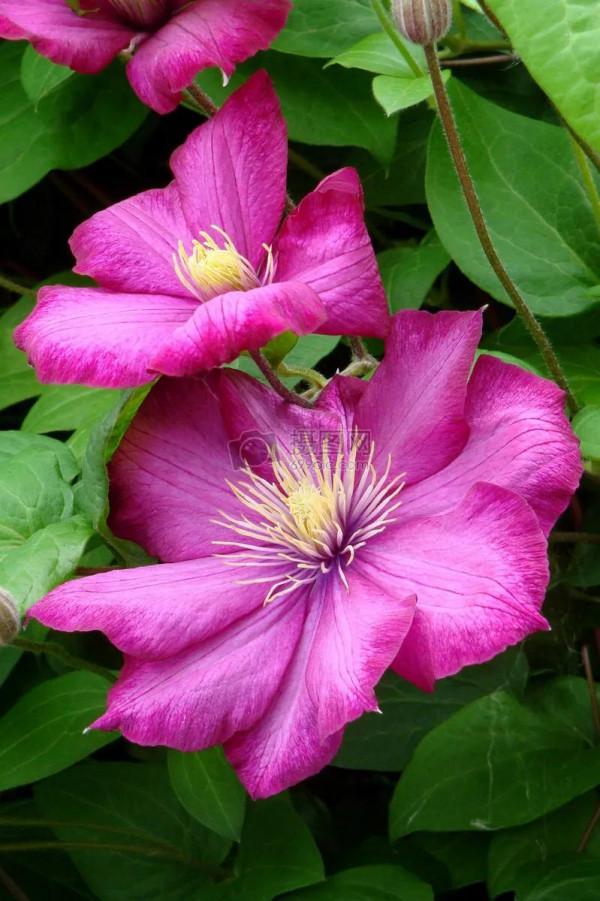 高雅美麗的花朵圖片