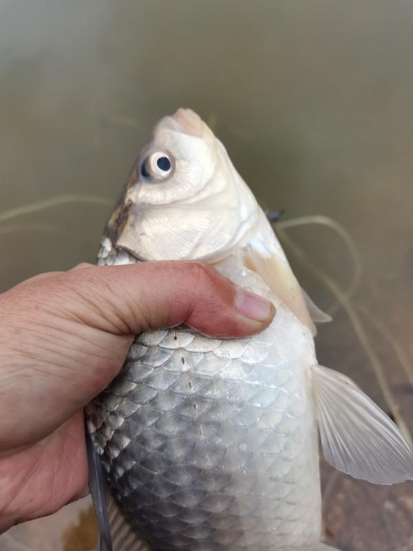 可遇不可求的土鯽魚，看著就覺得舒服