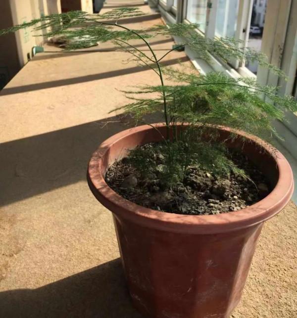 文竹吊蘭澆點“激素水”，葉子綠油油的，越養越美麗