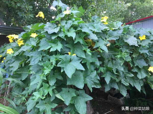 總想種點菜,病蟲害太煩人了,掌握這些竅門,病蟲少,幾乎不打藥 總想種點菜,病蟲害太煩人了,掌握這些竅門,病蟲少,幾乎不打藥