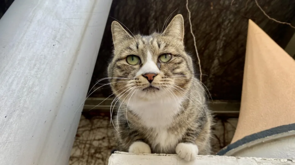 小廢貓要鹹魚翻身了咩? 小廢貓要鹹魚翻身了咩?