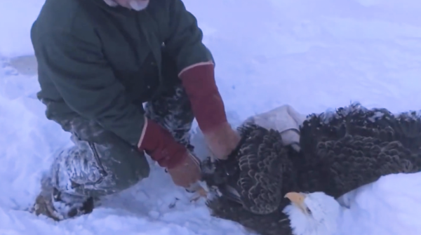 老鷹凍在湖面無法動彈,過路大叔趕緊幫忙,還有小貓咪也需要幫助 老鷹凍在湖面無法動彈,過路大叔趕緊幫忙,還有小貓咪也需要幫助