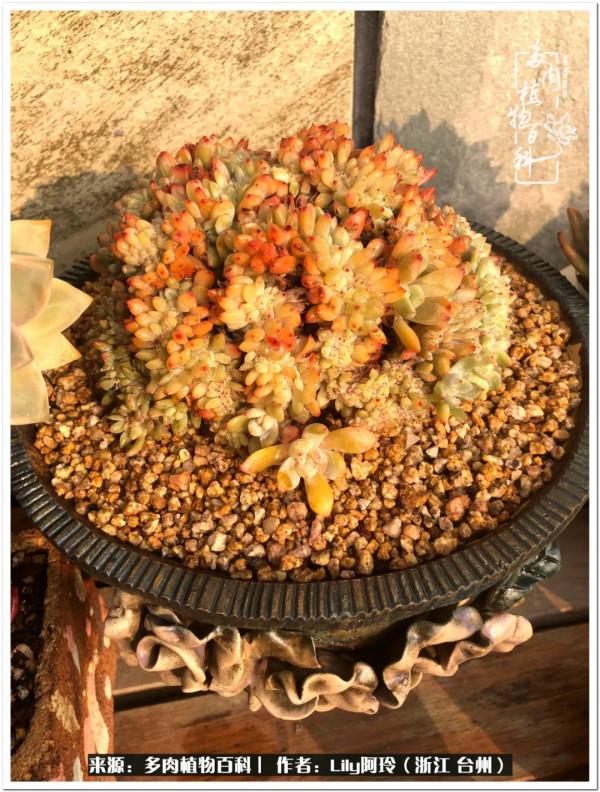 多肉是一個人的狂歡，小城多肉花壇準備出道啦