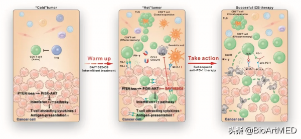 NC |“冷”腫瘤轉化為“熱”腫瘤從而促進前列腺癌免疫治療新機制