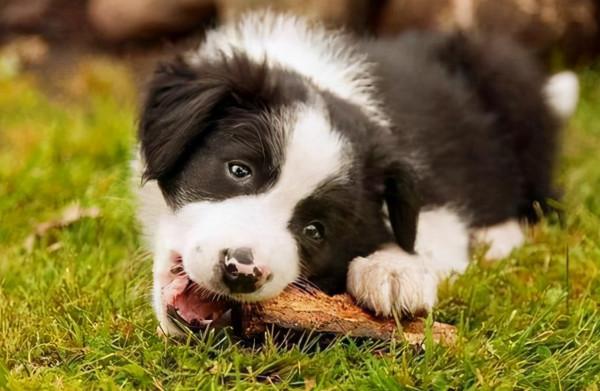 邊牧狗身上為什麼這麼臭？