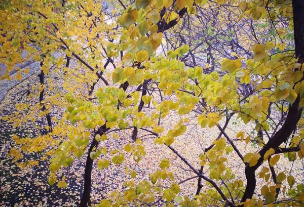 聊一下中醫四燥,秋燥來襲,咽乾咳嗽,常備兩碗湯 聊一下中醫四燥,秋燥來襲,咽乾咳嗽,常備兩碗湯