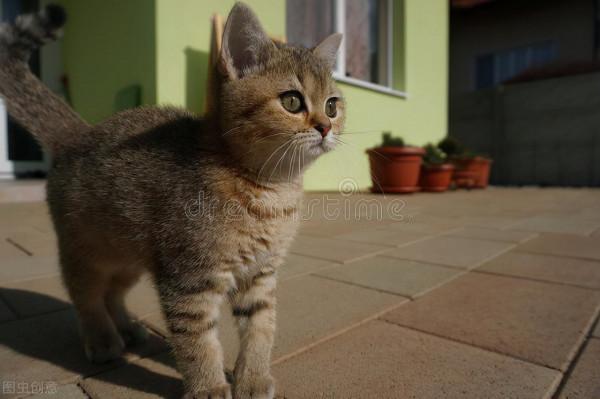 縱然養貓千百種，不養大橘空遺憾 2、和大橘的吻頸之交