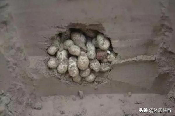 散文:鄉村趣事 散文:鄉村趣事