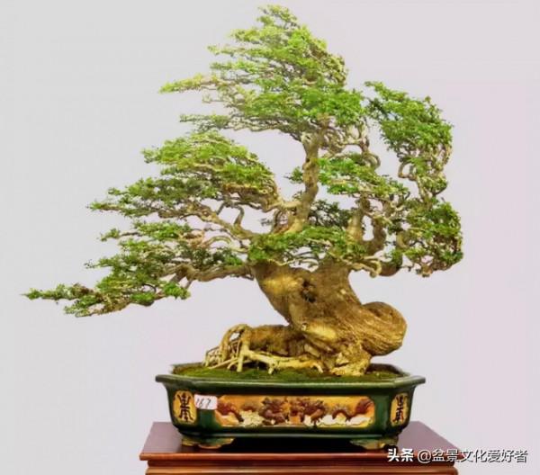 吹出來的盆景，動感十足