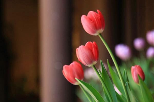 為人硬氣又有骨氣的星座，外表看似溫和但也不好欺負