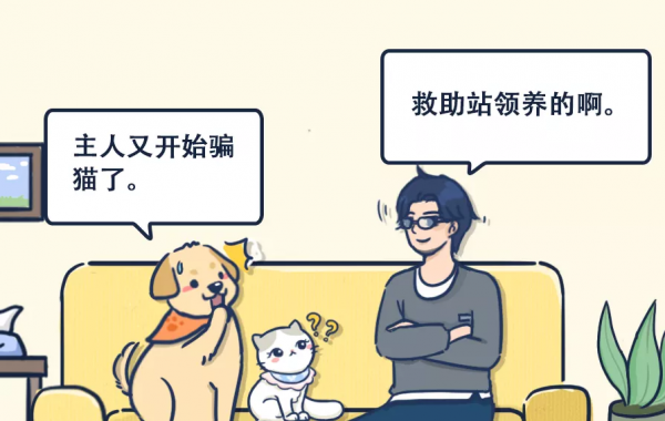 免費領養布偶貓?這是不是一個騙局 免費領養布偶貓?這是不是一個騙局