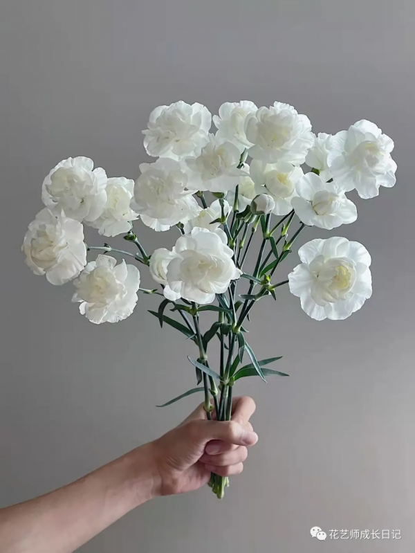 每日一花 | 茉莉多丁，明明是康乃馨，卻開成茉莉花~vol.28