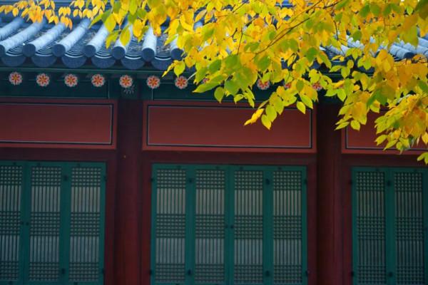 白居易詩中的秋天，賞一樹秋色，享一世安暖