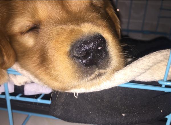 小便宜貪不得,這樣的“金毛犬”不要買 小便宜貪不得,這樣的“金毛犬”不要買