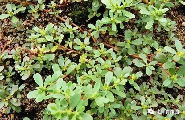 錯錯錯——嫁給農民的女知青