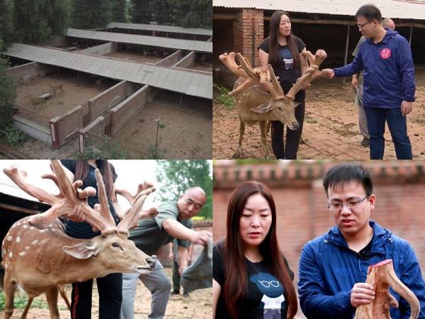 梅花鹿養殖大戶王嬌,人工養殖梅花鹿,年銷售額達到了四千多萬元 梅花鹿養殖大戶王嬌,人工養殖梅花鹿,年銷售額達到了四千多萬元